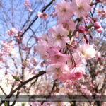 年度末は師走並みの忙しさ☆、金岡公園の桜に癒やされます♬