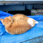 スクラップの上ですやすやZzzz……可愛い子猫に癒されよう！