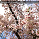 桜の開花と共に、鉄の価格も回復基調だぜ♬