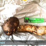 秋を先取り！戦利品の松茸で炊き込みごはん！