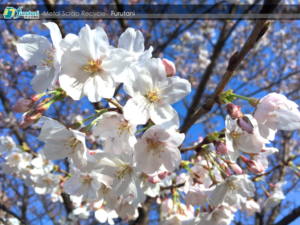 今年も金岡公園の桜は綺麗に咲いてくれました☆（^▽^）