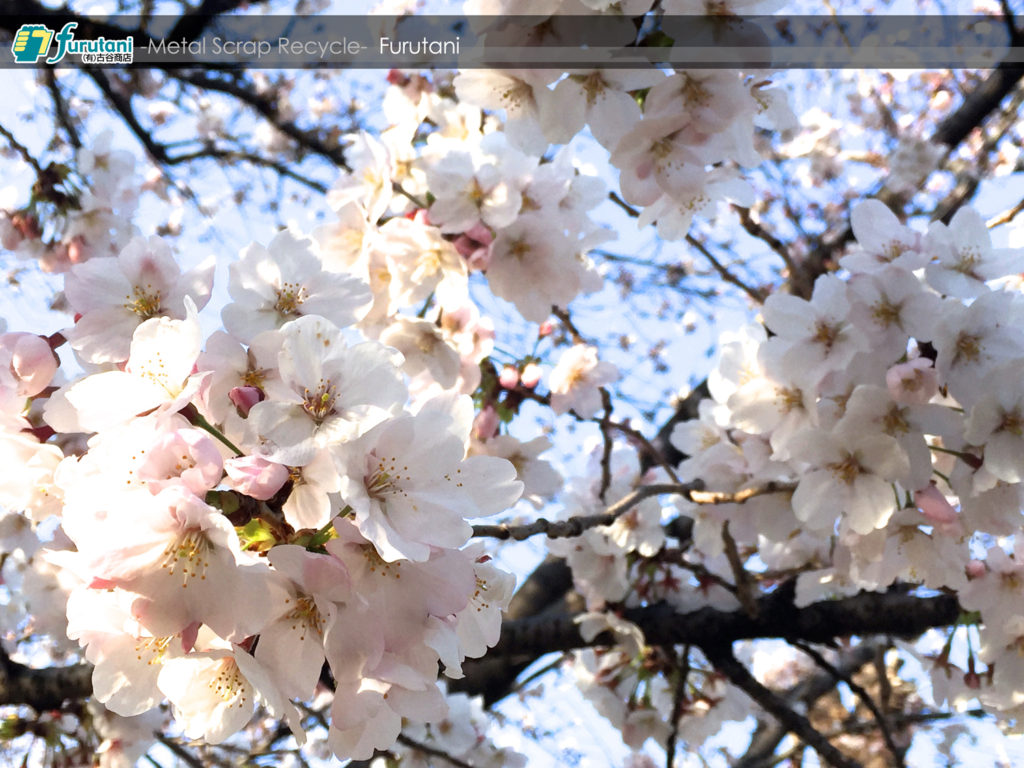 今年も金岡公園の桜は綺麗に咲いてくれました☆（^▽^