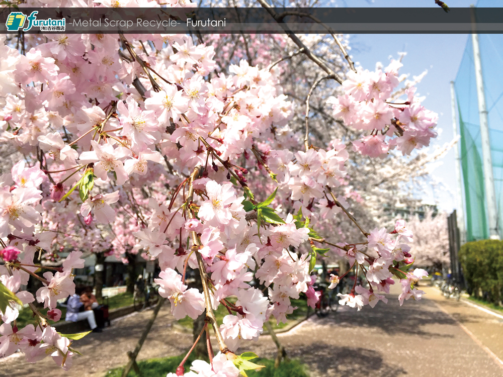 ちょっと一息、金岡公園の桜で癒されよう☆