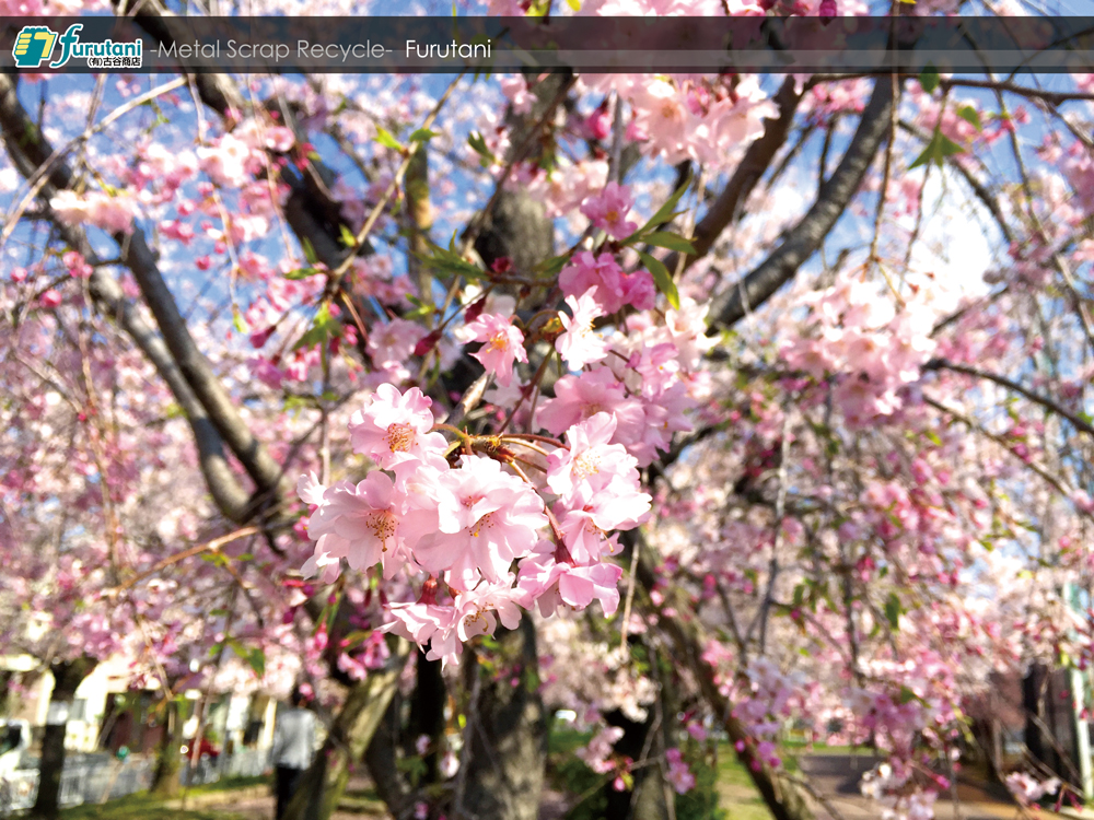 金岡公園の桜レポート2019☆