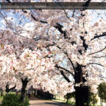 金岡公園の桜レポート2019☆