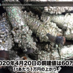【銅建値情報 2020.4.20】1tあたり1万円の上がりの60万円に改定⤴